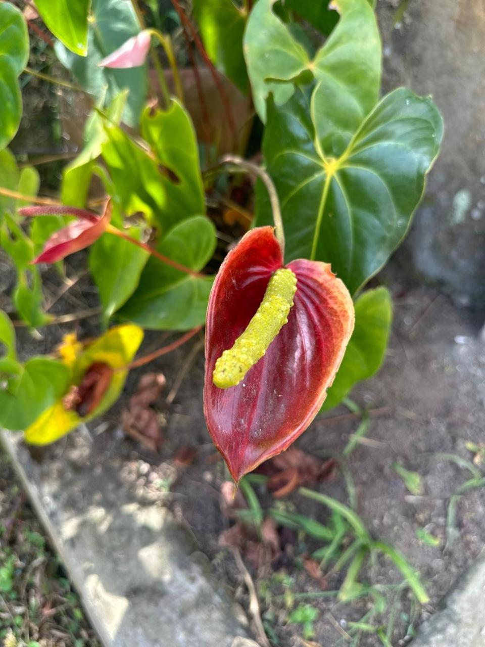 ホテル Filandia - Finca Rural La Guadalupana エクステリア 写真